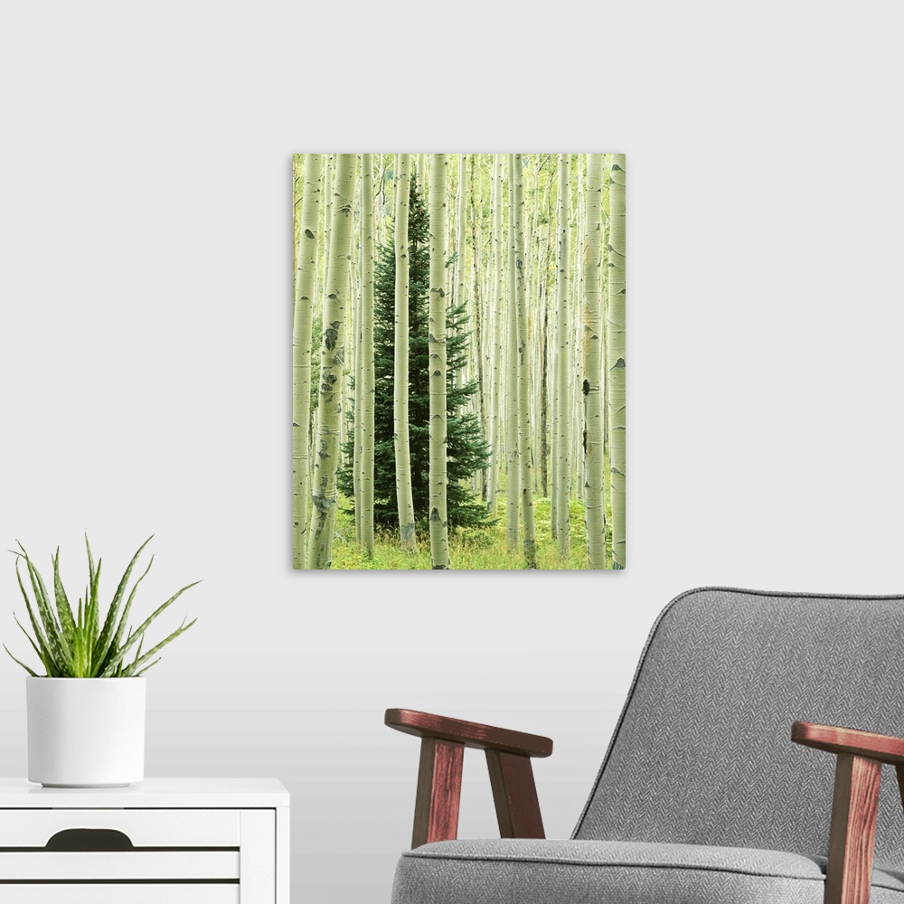 A modern room featuring USA, Colorado, White River National Forest, Silver Fir in Aspen Grove.