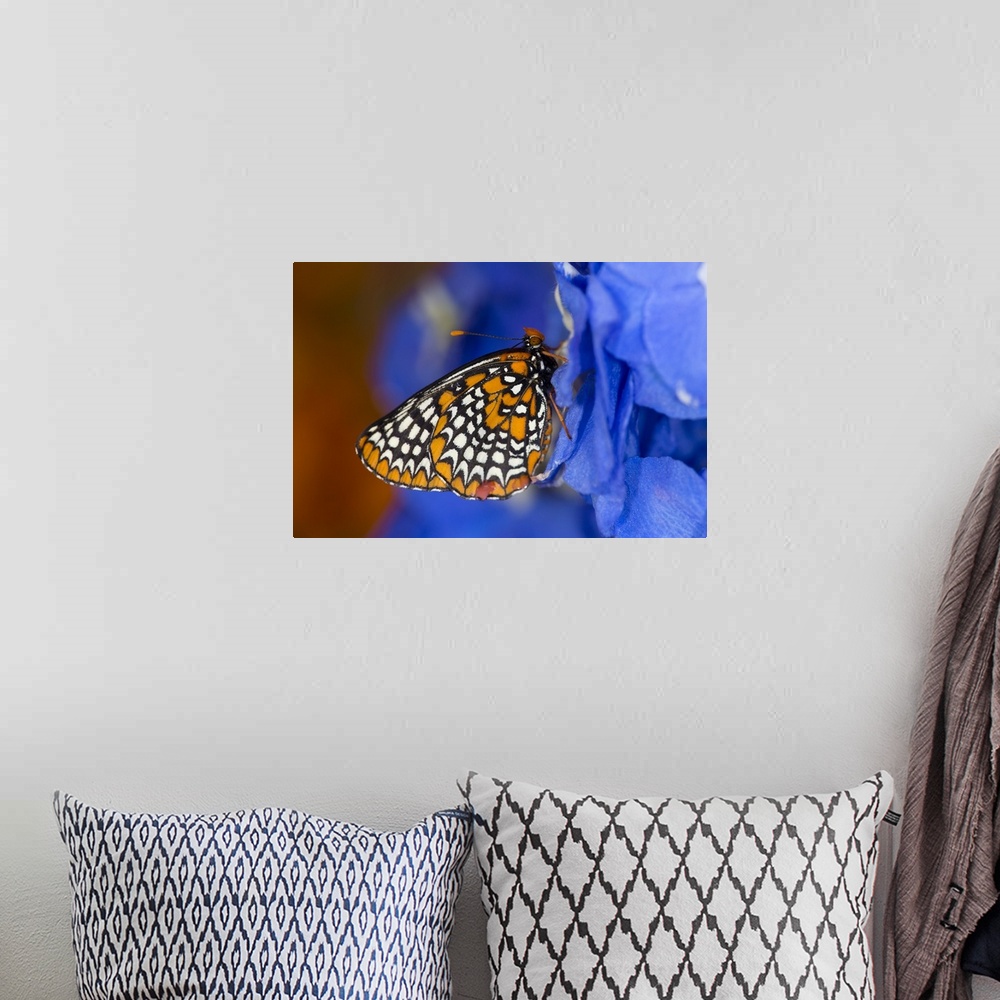 A bohemian room featuring Colorful Baltimore Checkered Spot Butterfly.