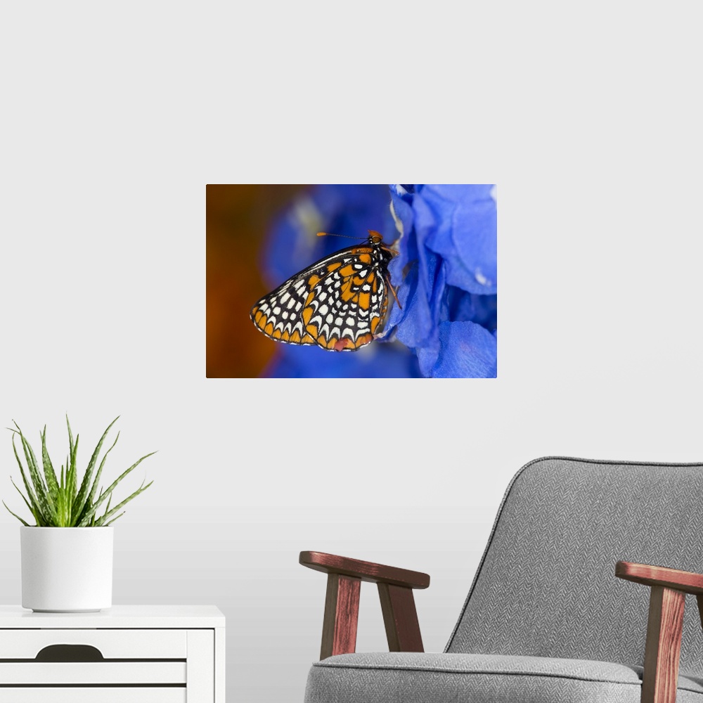 A modern room featuring Colorful Baltimore Checkered Spot Butterfly.