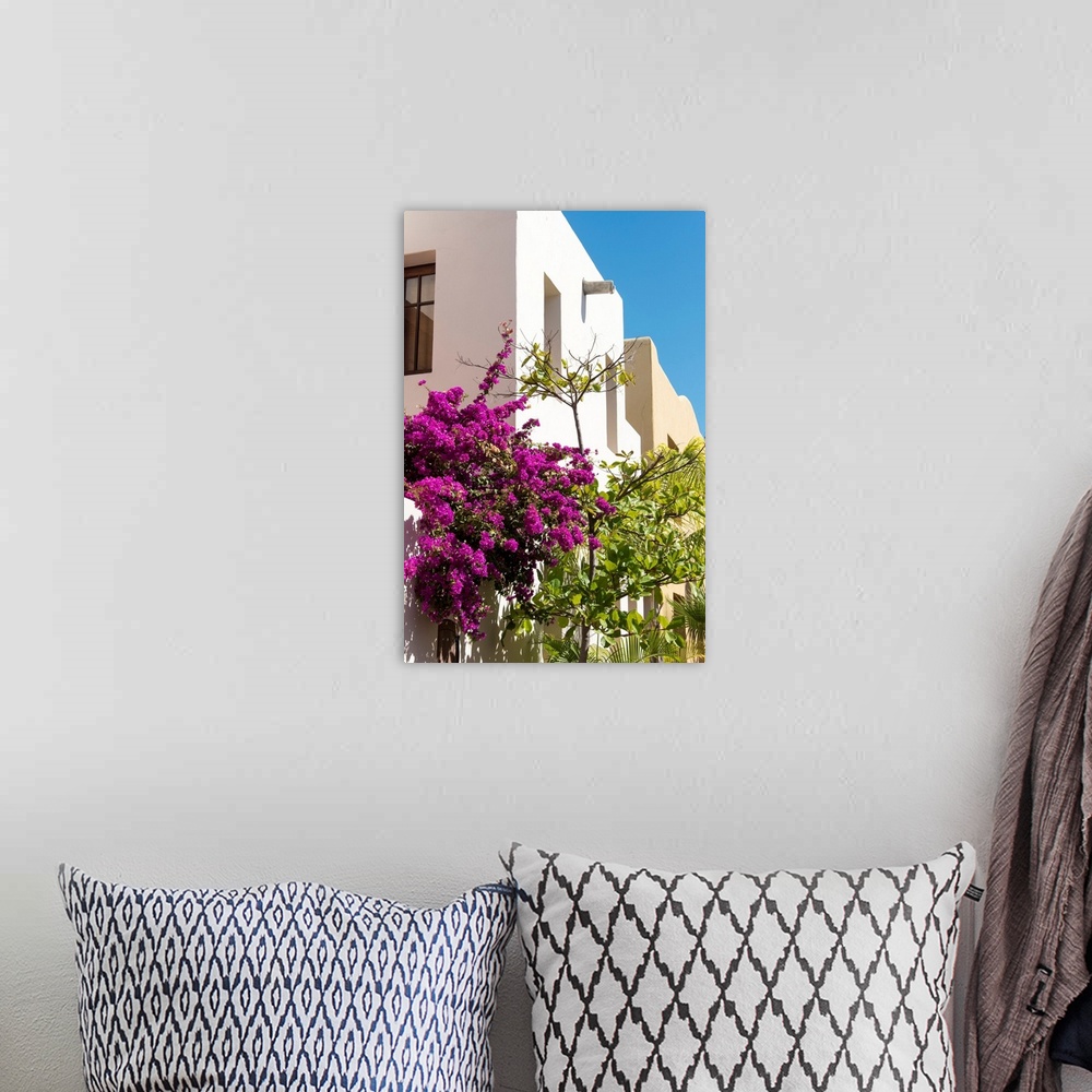 A bohemian room featuring Mexico, Baja California Sur, Loreto. colorful display of bougainvillea on building against bright...