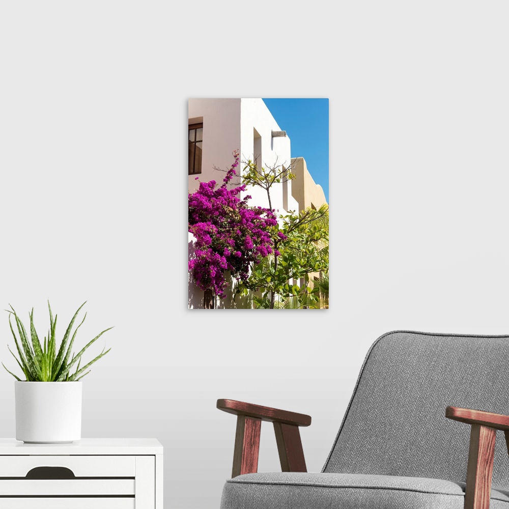 A modern room featuring Mexico, Baja California Sur, Loreto. colorful display of bougainvillea on building against bright...