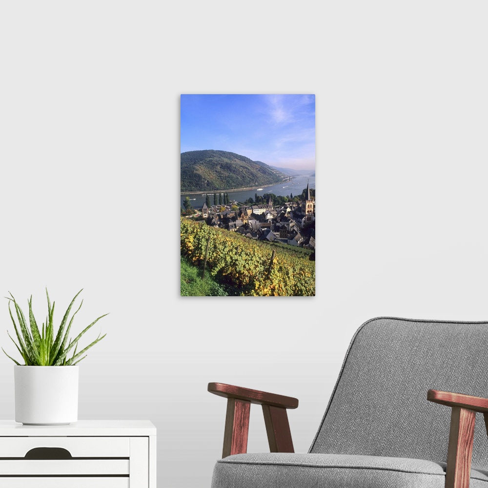A modern room featuring Colorful Wine Vineyards On the Beautiful Rhine River, Bacharach, Germany