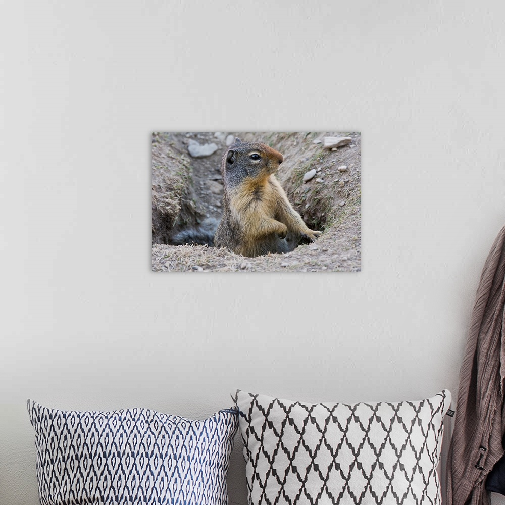 A bohemian room featuring Columbia Ground Squirrel, Rogers Pass, Glacier National Park, British Columbia, Canada.