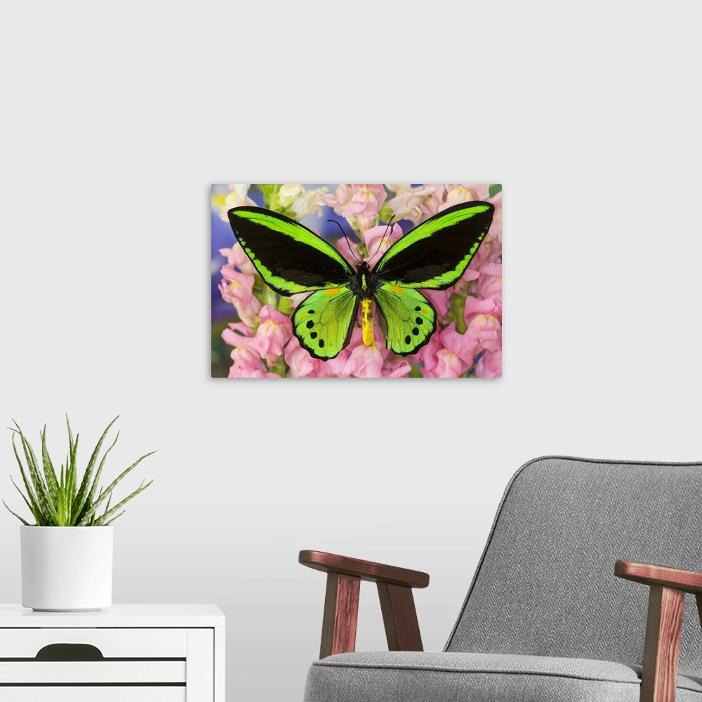 A modern room featuring Common Green Birdwing or the Priams Birdwing, Male, Ornithoptera primes.
