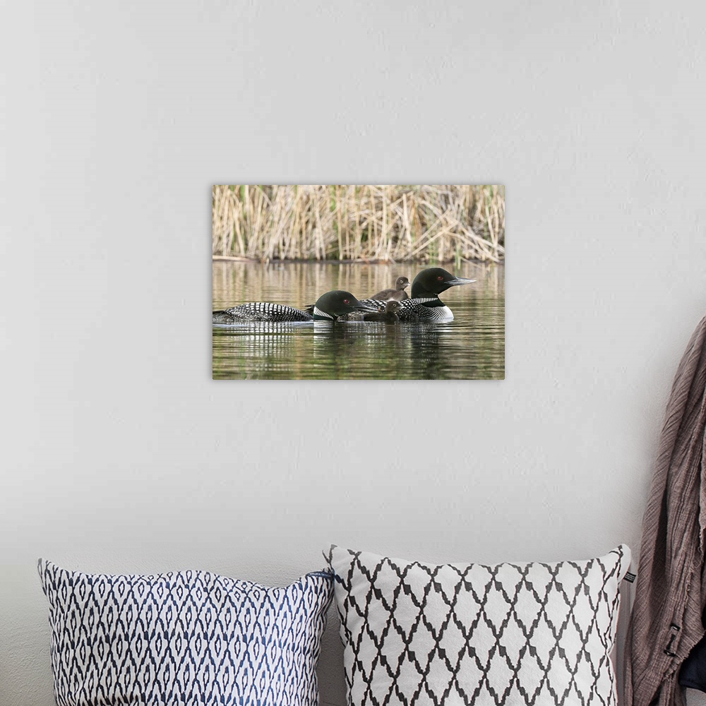 A bohemian room featuring North America, Canada, British Columbia. Common Loon, (Gavia immer) family. One adult loon is giv...