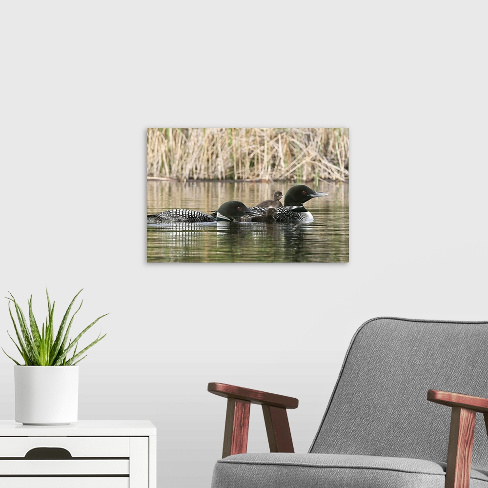 A modern room featuring North America, Canada, British Columbia. Common Loon, (Gavia immer) family. One adult loon is giv...
