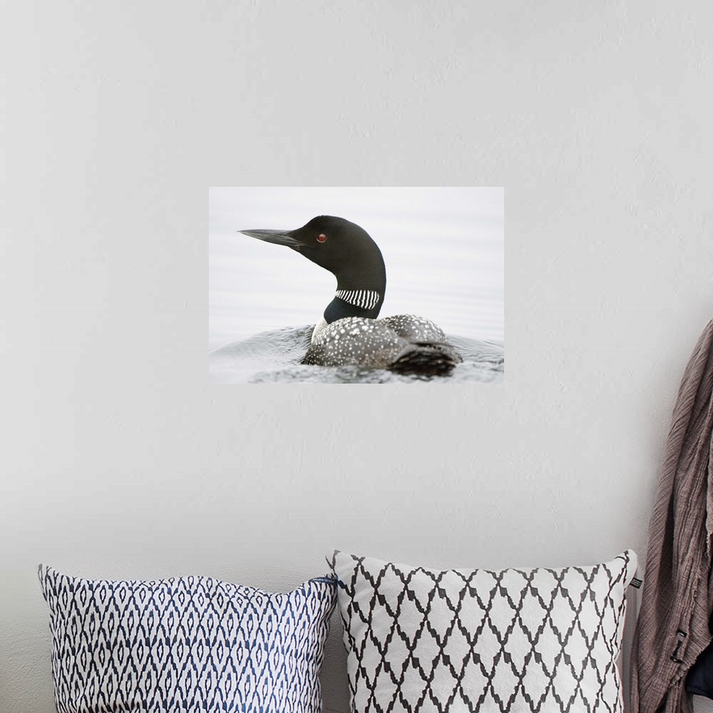 A bohemian room featuring Common loon, Gavia immer, Haliburton, Ontario