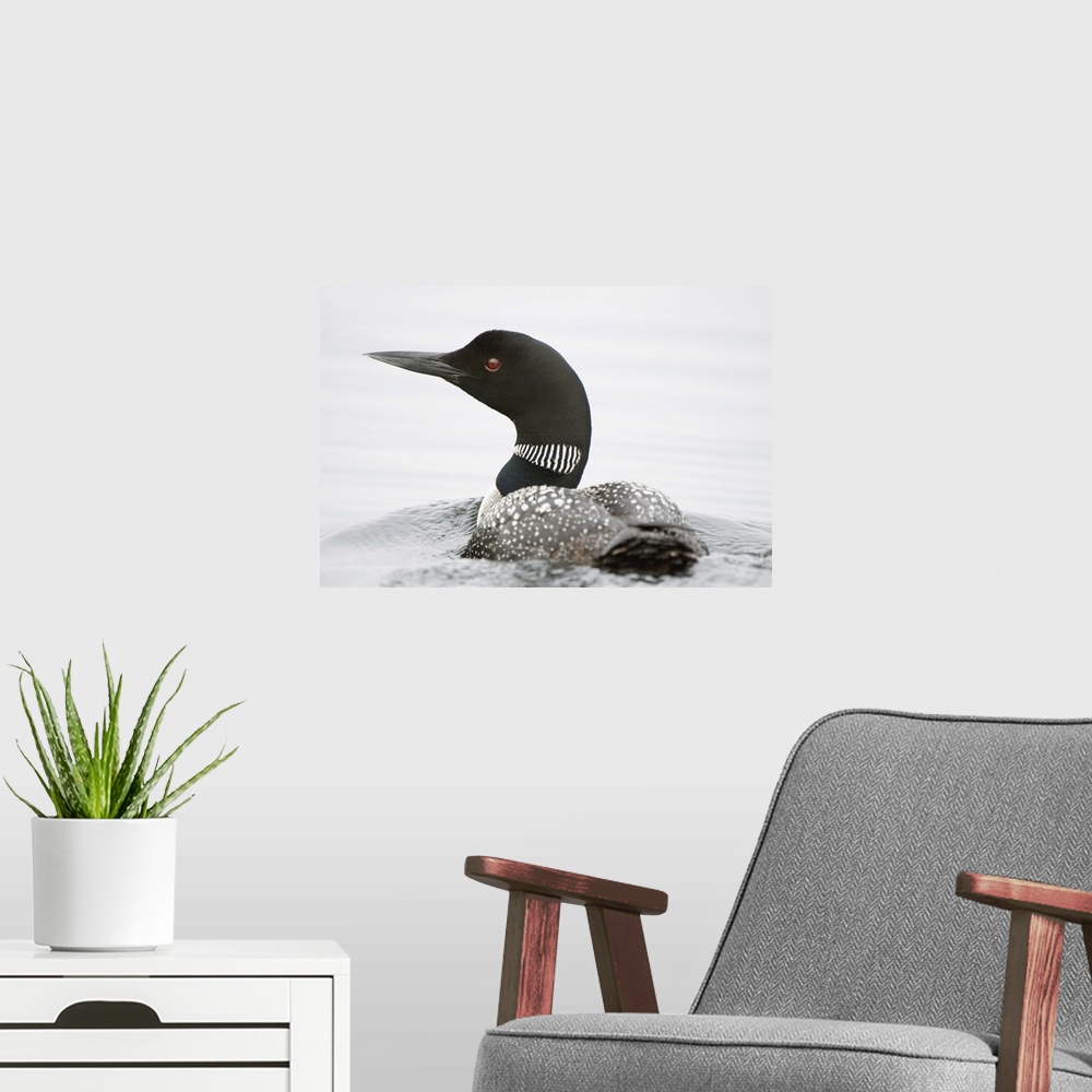 A modern room featuring Common loon, Gavia immer, Haliburton, Ontario