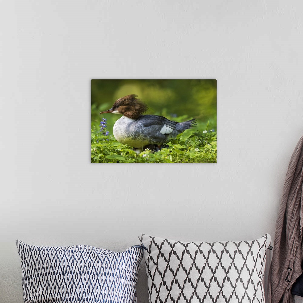 A bohemian room featuring Common merganser with chicks. Munich, Bavaria, Germany.