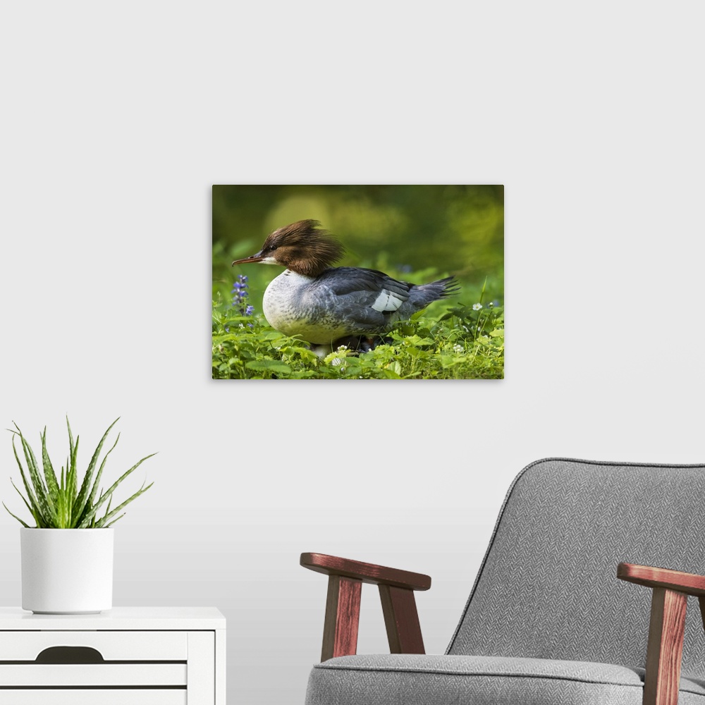 A modern room featuring Common merganser with chicks. Munich, Bavaria, Germany.