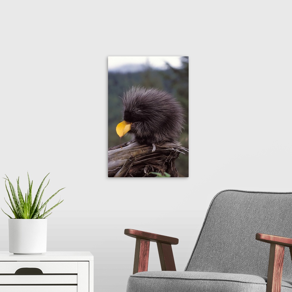A modern room featuring Common porcupine (Erethizon dorsatum) eating a cottonwood tree leaf in the foothills of the Taksh...