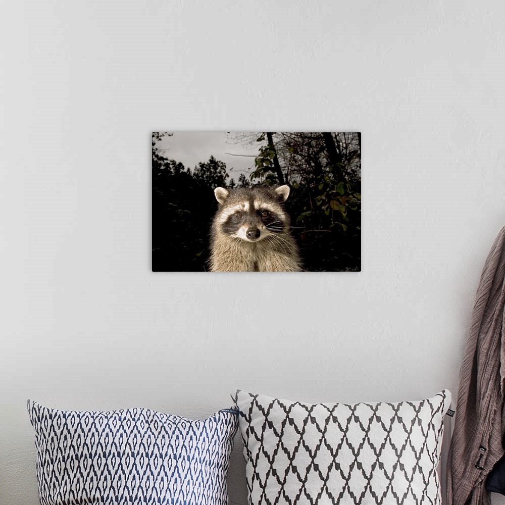 A bohemian room featuring Common raccoon, Procyon lotor, Stanley Park, British Columbia
