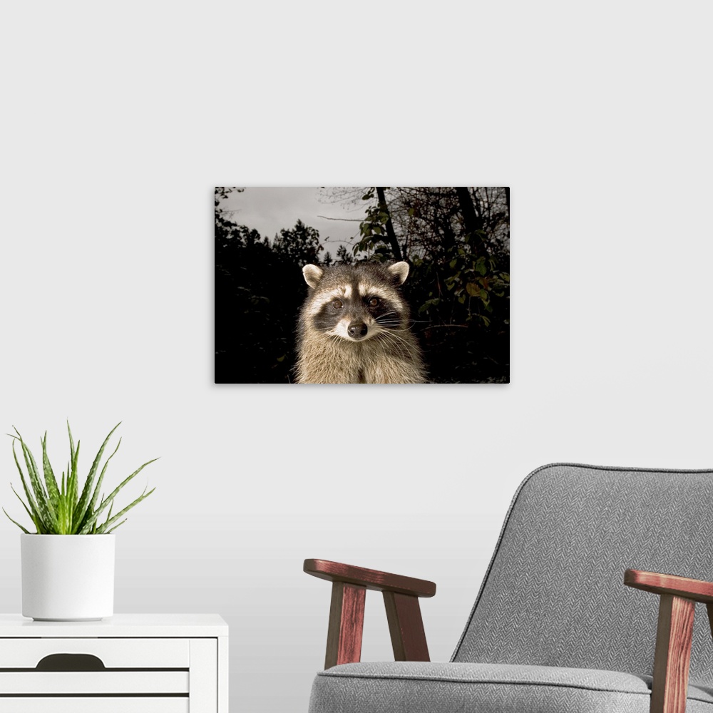 A modern room featuring Common raccoon, Procyon lotor, Stanley Park, British Columbia