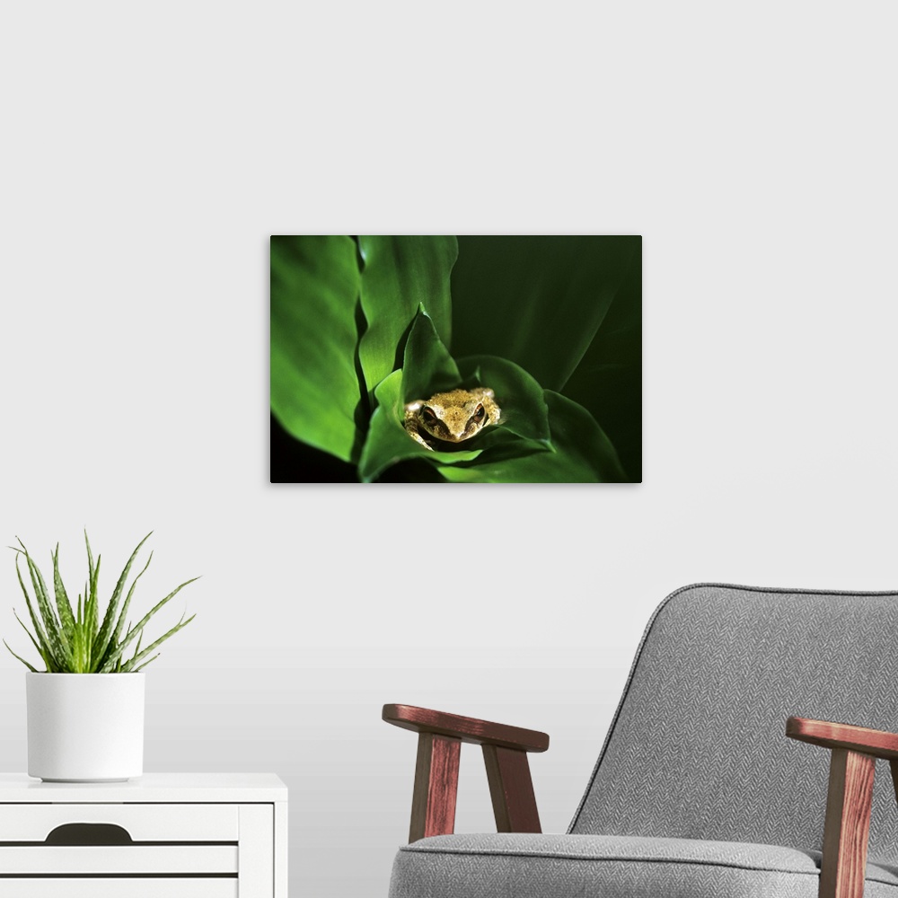 A modern room featuring Coqui frog in Puerto Rico.