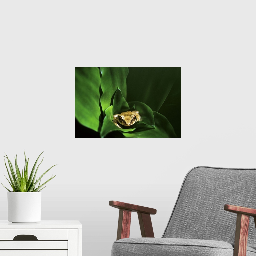 A modern room featuring Coqui frog in Puerto Rico.