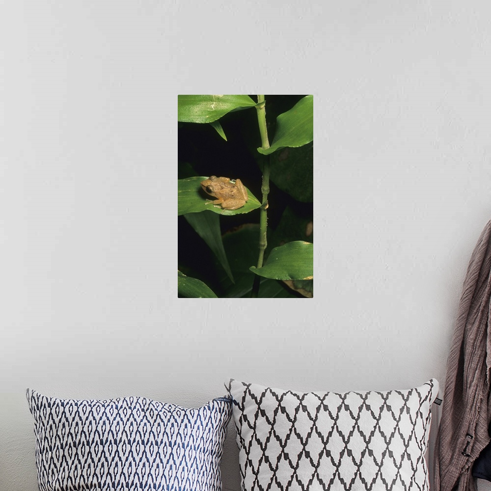 A bohemian room featuring Coqui frog on leaf, El Yunque Forest, Puerto Rico.