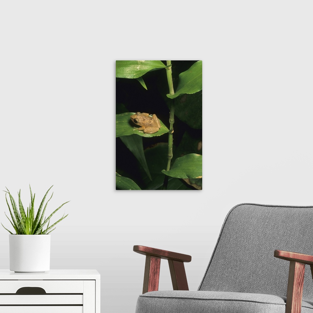 A modern room featuring Coqui frog on leaf, El Yunque Forest, Puerto Rico.