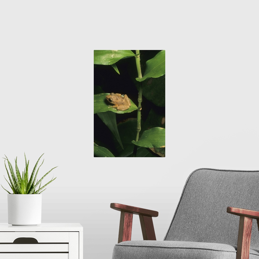 A modern room featuring Coqui frog on leaf, El Yunque Forest, Puerto Rico.