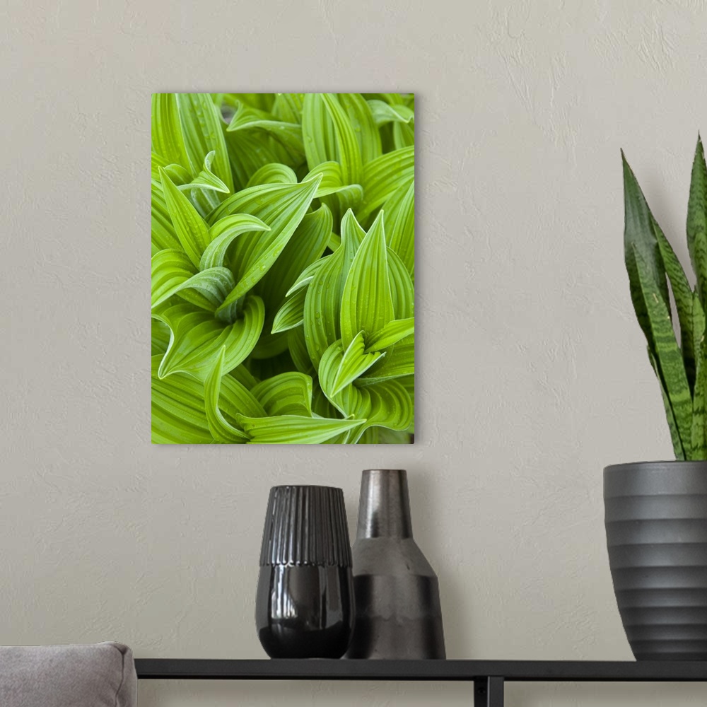 A modern room featuring Corn lilly aka False Hellebore in Glacier National Park in Montana