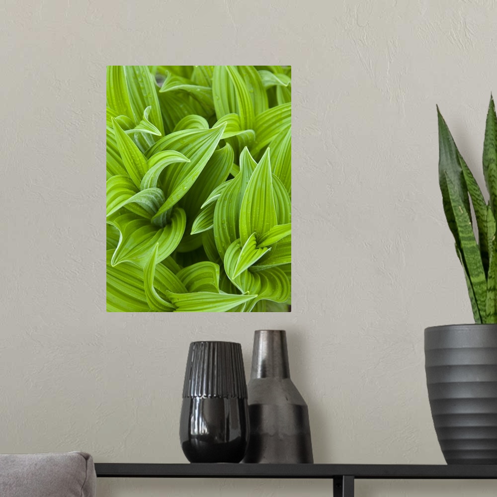 A modern room featuring Corn lilly aka False Hellebore in Glacier National Park in Montana