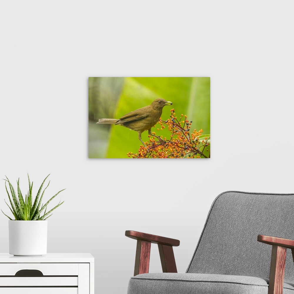 A modern room featuring Costa Rica, Arenal. Clay-colored thrush feeding. Credit: Cathy & Gordon Illg / Jaynes Gallery