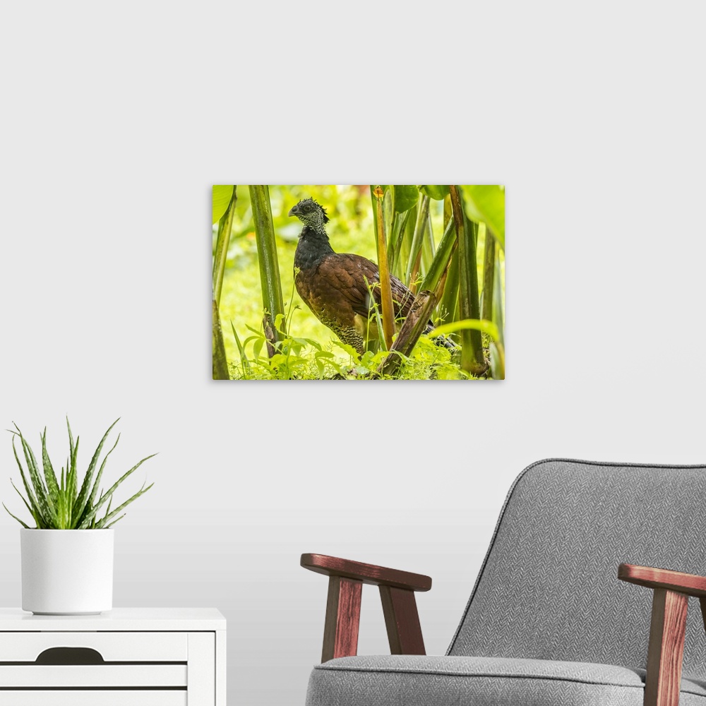 A modern room featuring Costa Rica, Arenal. Female great currassow bird close-up. Credit: Cathy & Gordon Illg / Jaynes Ga...