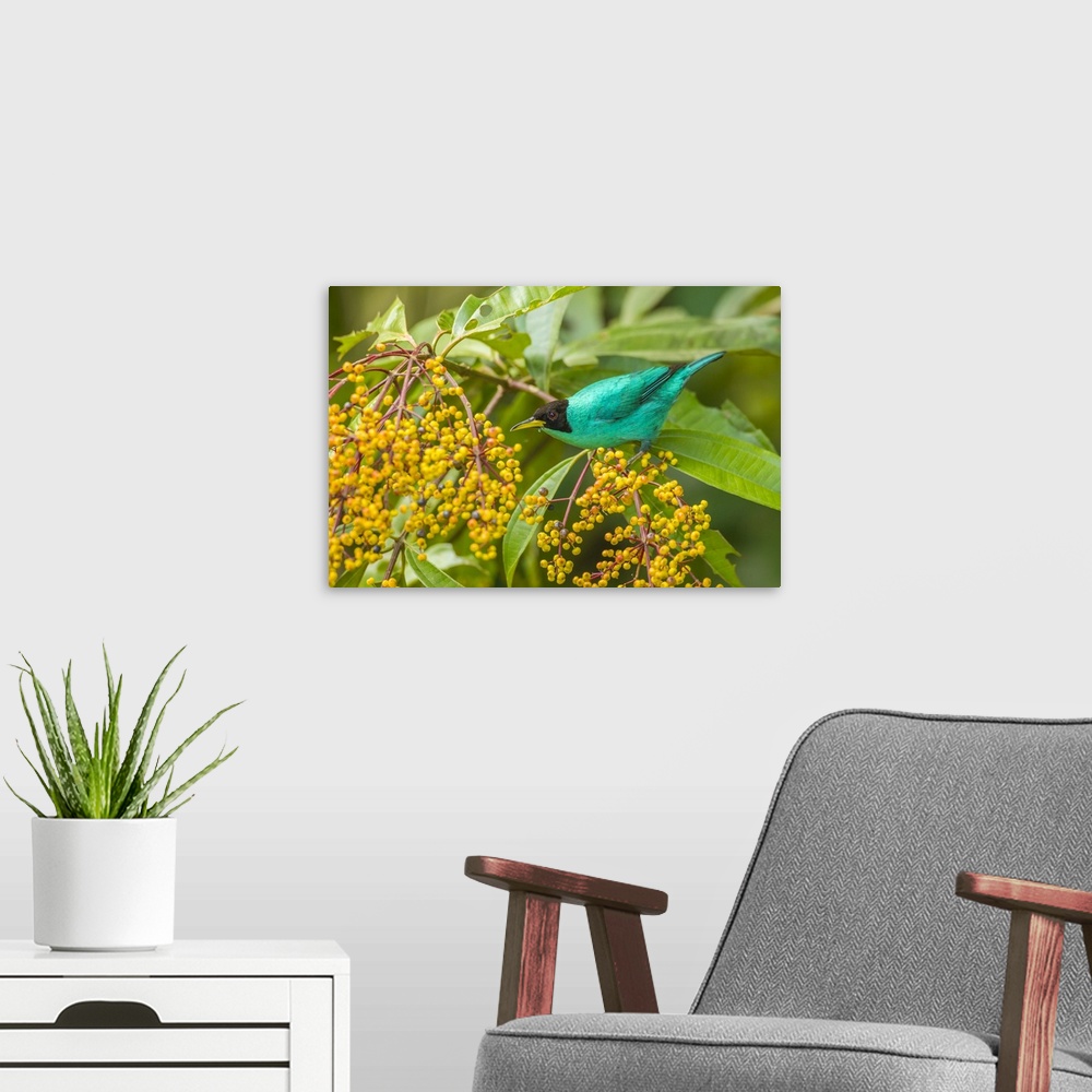 A modern room featuring Costa Rica, Arenal. Green honeycreeper and berries. Credit: Cathy & Gordon Illg / Jaynes Gallery