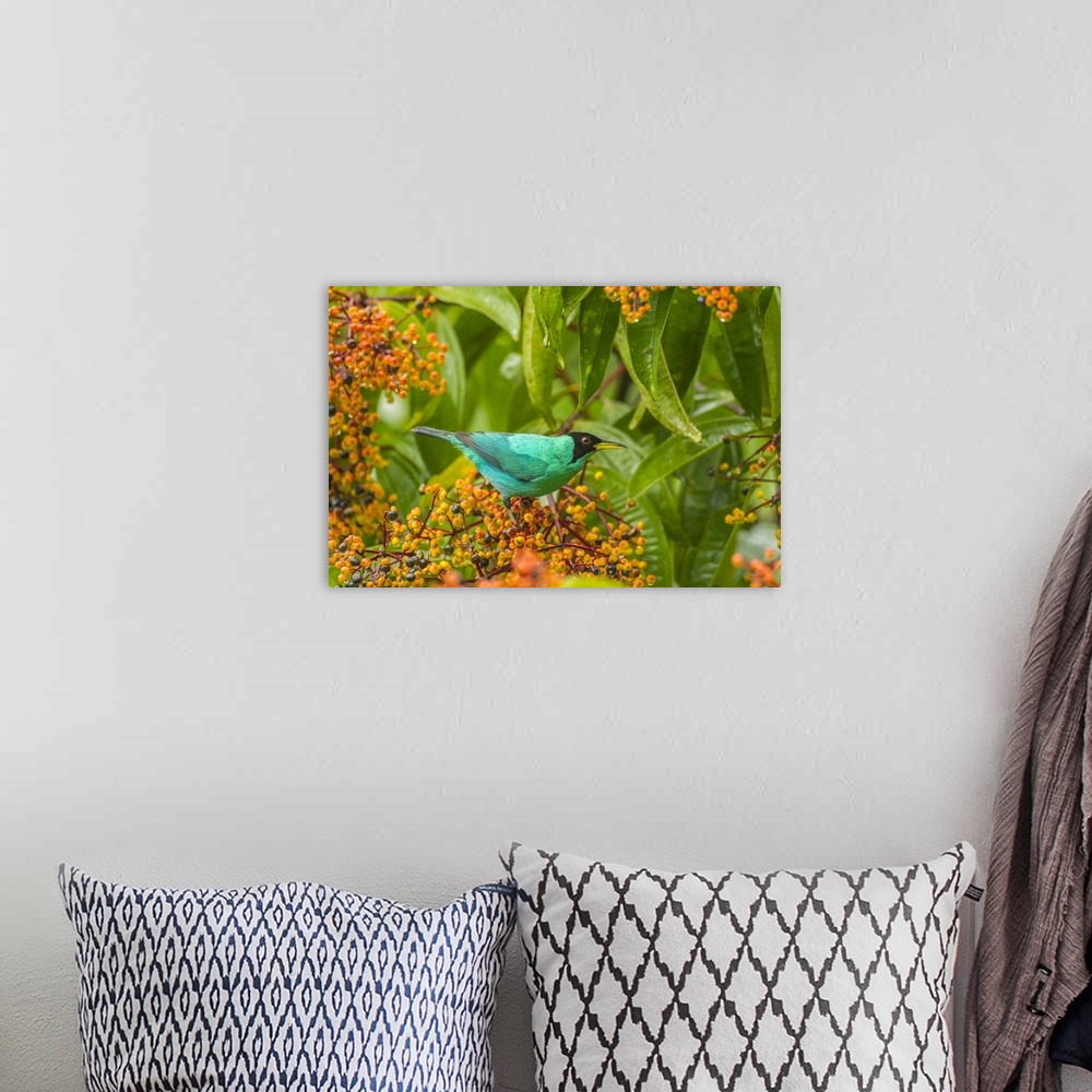 A bohemian room featuring Costa Rica, Arenal. Green honeycreeper and berries. Credit: Cathy & Gordon Illg / Jaynes Gallery