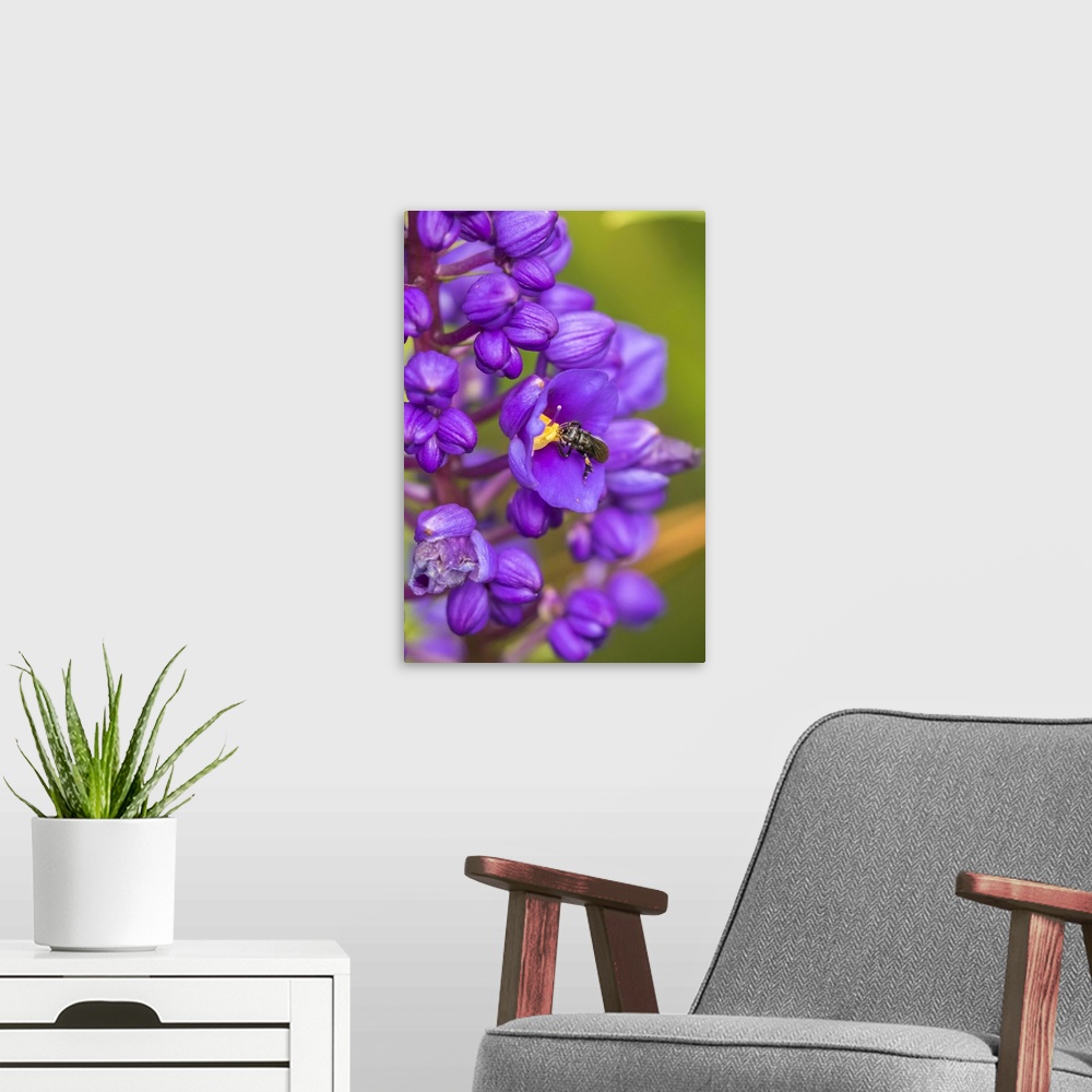 A modern room featuring Costa Rica, Arenal. Insect on blossom. Credit: Cathy & Gordon Illg / Jaynes Gallery