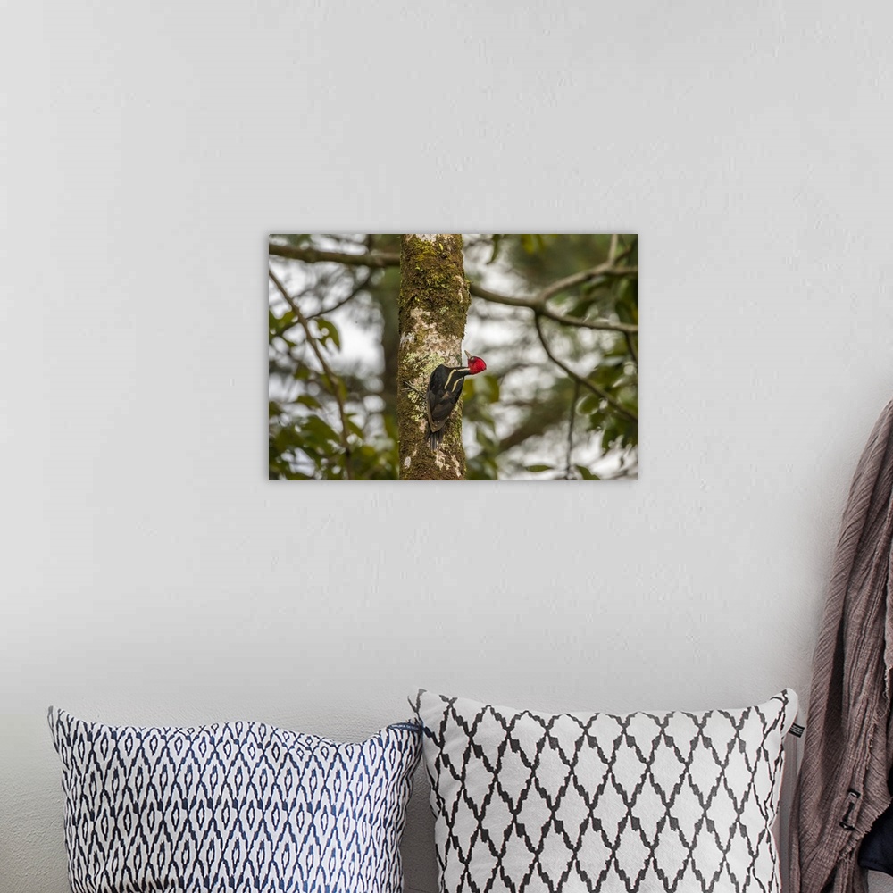 A bohemian room featuring Costa Rica, Arenal. Pale-billed woodpecker on tree. Credit: Cathy & Gordon Illg / Jaynes Gallery