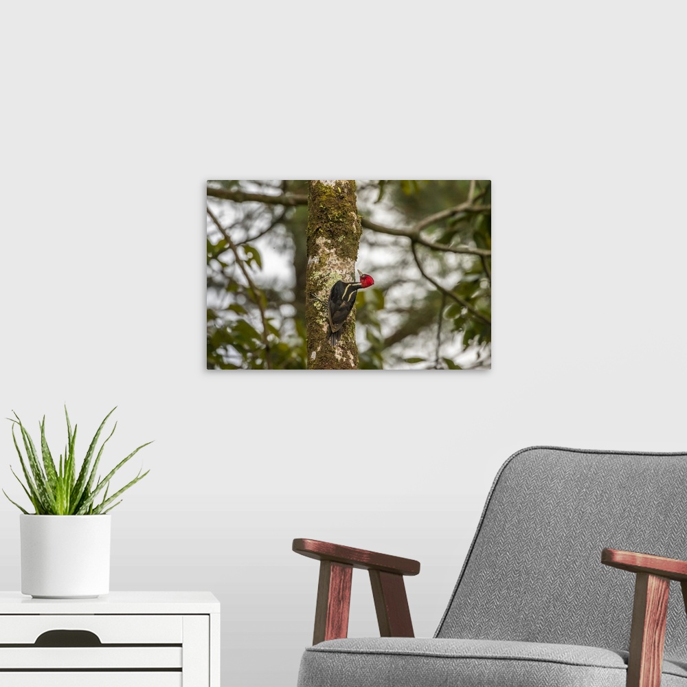 A modern room featuring Costa Rica, Arenal. Pale-billed woodpecker on tree. Credit: Cathy & Gordon Illg / Jaynes Gallery