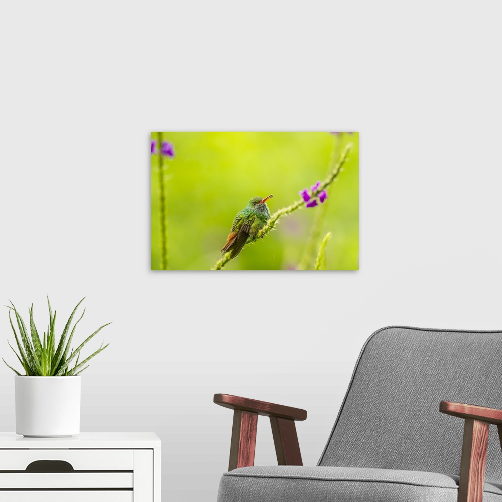 A modern room featuring Costa Rica, Arenal. Rufous-tailed hummingbird and vervain flower. Credit: Cathy & Gordon Illg / J...