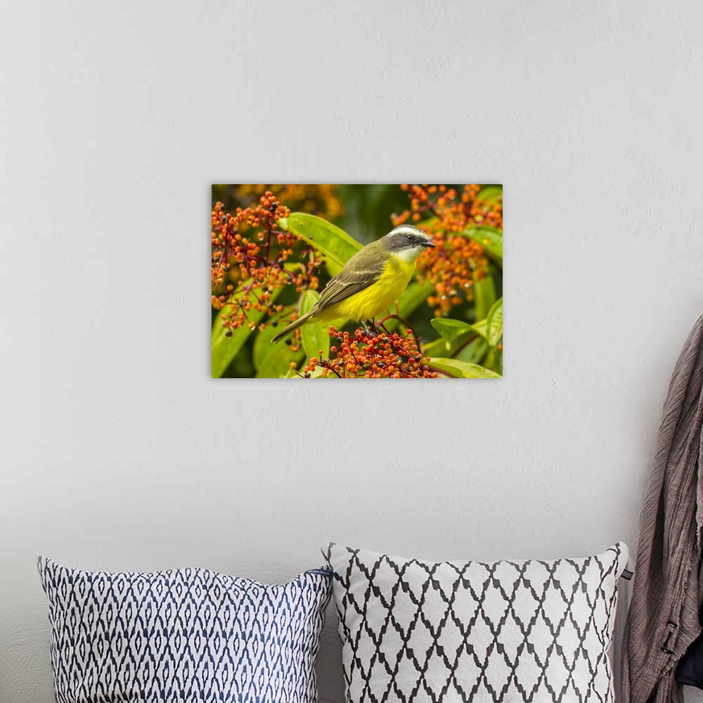 A bohemian room featuring Costa Rica, Arenal. Social flycatcher close-up. Credit: Cathy & Gordon Illg / Jaynes Gallery