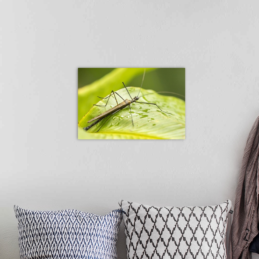 A bohemian room featuring Costa Rica, Arenal. Walkingstick insect on leaf. Credit: Cathy & Gordon Illg / Jaynes Gallery