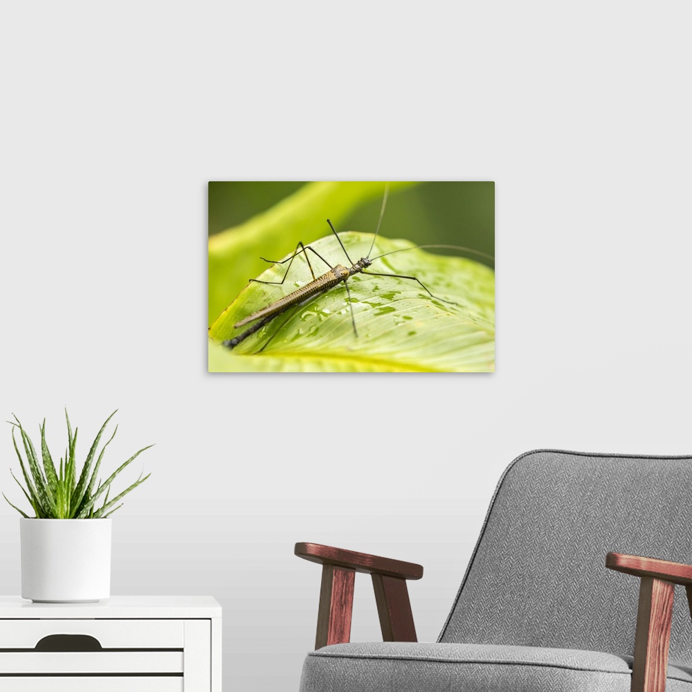 A modern room featuring Costa Rica, Arenal. Walkingstick insect on leaf. Credit: Cathy & Gordon Illg / Jaynes Gallery