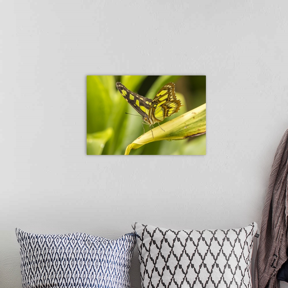 A bohemian room featuring Costa Rica, La Paz River Valley. Captive butterfly in La Paz Waterfall Garden. Credit: Cathy & Go...