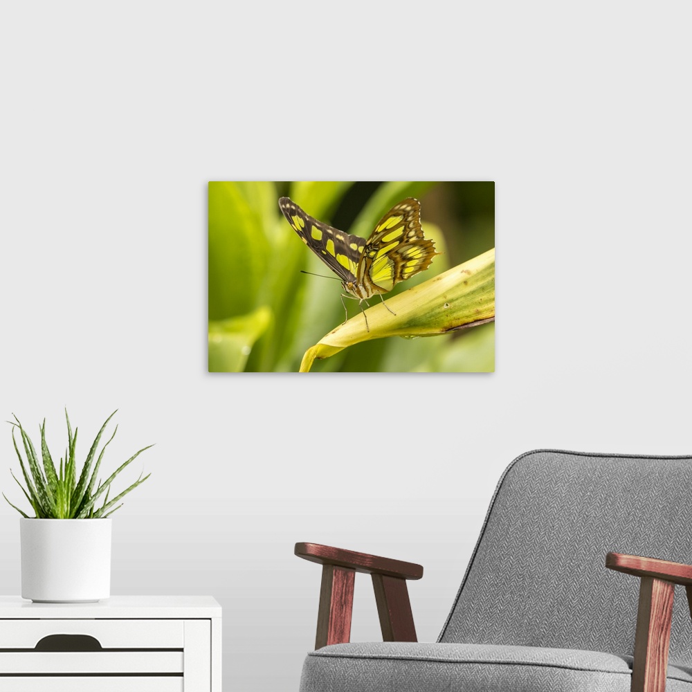 A modern room featuring Costa Rica, La Paz River Valley. Captive butterfly in La Paz Waterfall Garden. Credit: Cathy & Go...