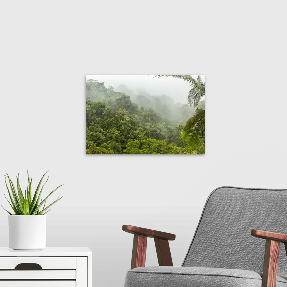 A modern room featuring Costa Rica, La Paz River Valley, La Paz Waterfall Garden. Fog over rainforest. Credit: Cathy & Go...