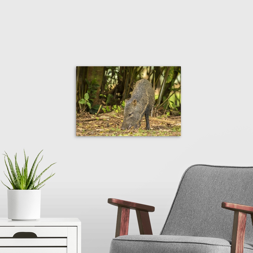 A modern room featuring Costa Rica, La Selva Biological Station. Collared peccary close-up. Credit: Cathy & Gordon Illg /...
