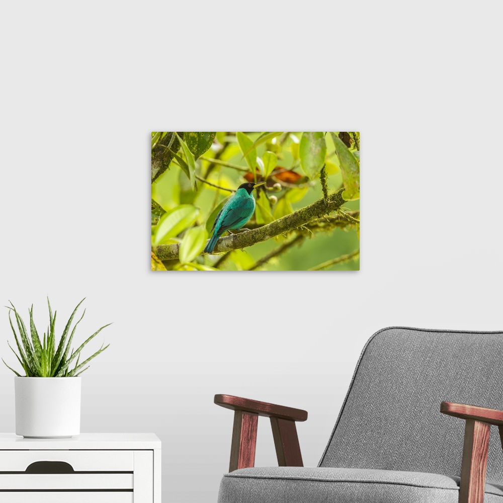 A modern room featuring Costa Rica, La Selva Biological Station. Green honeycreeper bird on limb. Credit: Cathy & Gordon ...