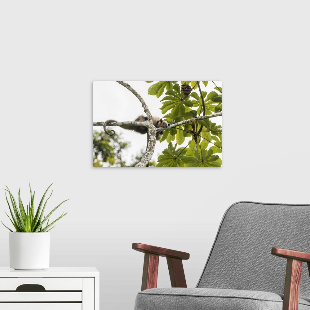 A modern room featuring Costa Rica, Lake Arenal. Northern tamandua anteater in tree. Credit: Cathy & Gordon Illg / Jaynes...