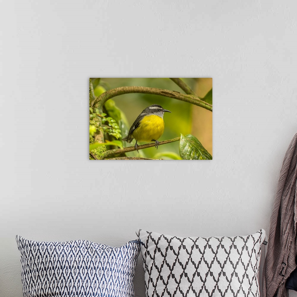 A bohemian room featuring Costa Rica, Monte Verde Cloud Forest Reserve. Bananaquit bird close-up. Credit: Cathy & Gordon Il...