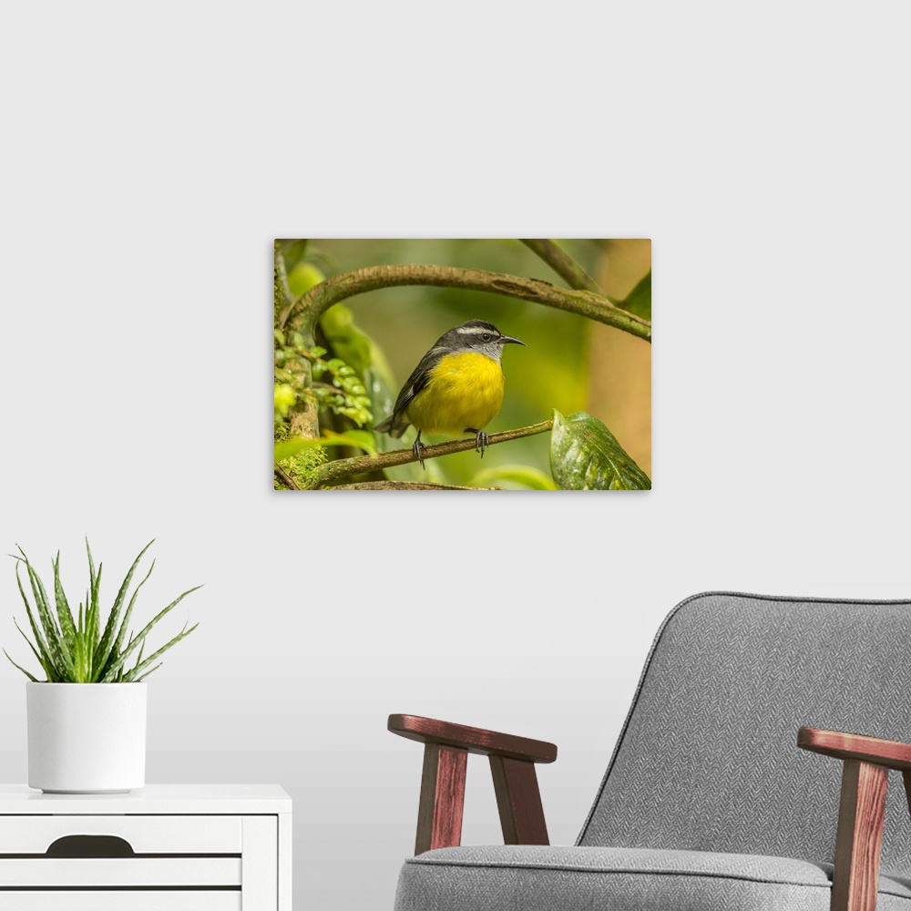 A modern room featuring Costa Rica, Monte Verde Cloud Forest Reserve. Bananaquit bird close-up. Credit: Cathy & Gordon Il...