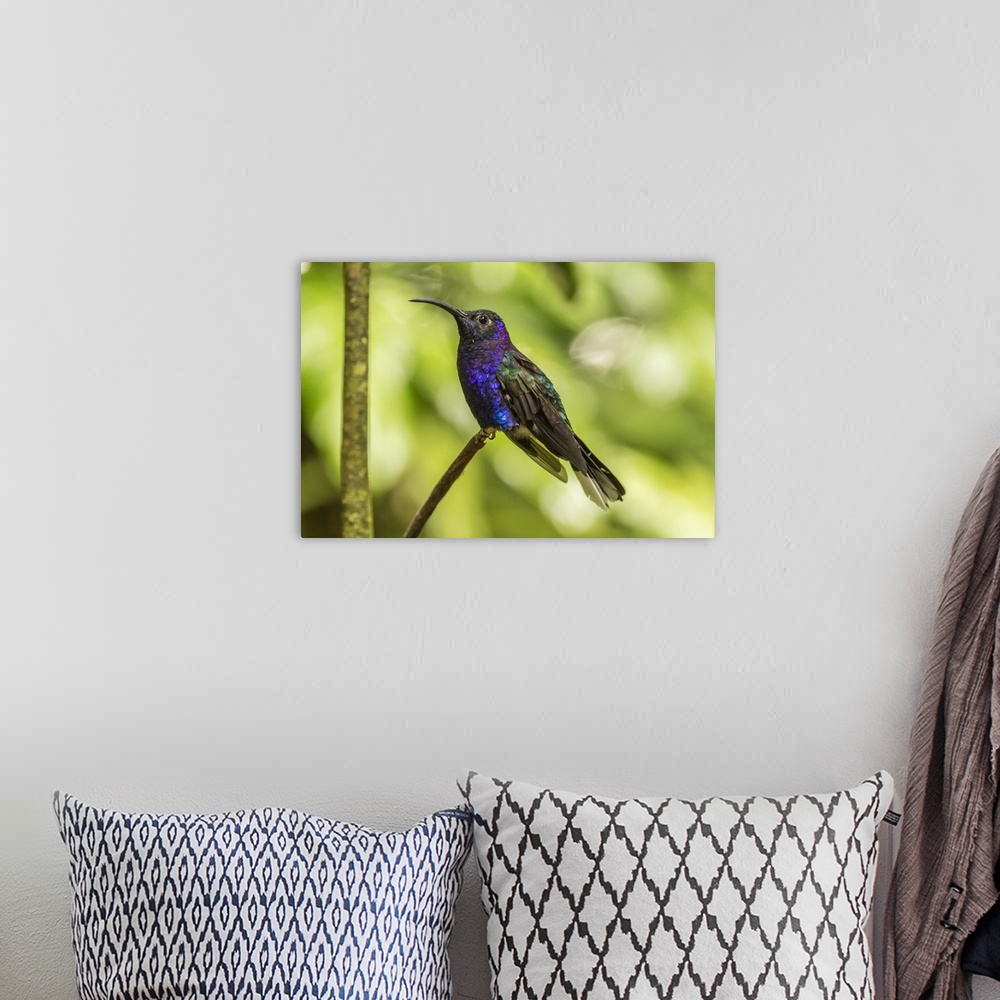 A bohemian room featuring Costa Rica, Monte Verde Cloud Forest Reserve. Violet sabrewing close-up. Credit: Cathy & Gordon I...