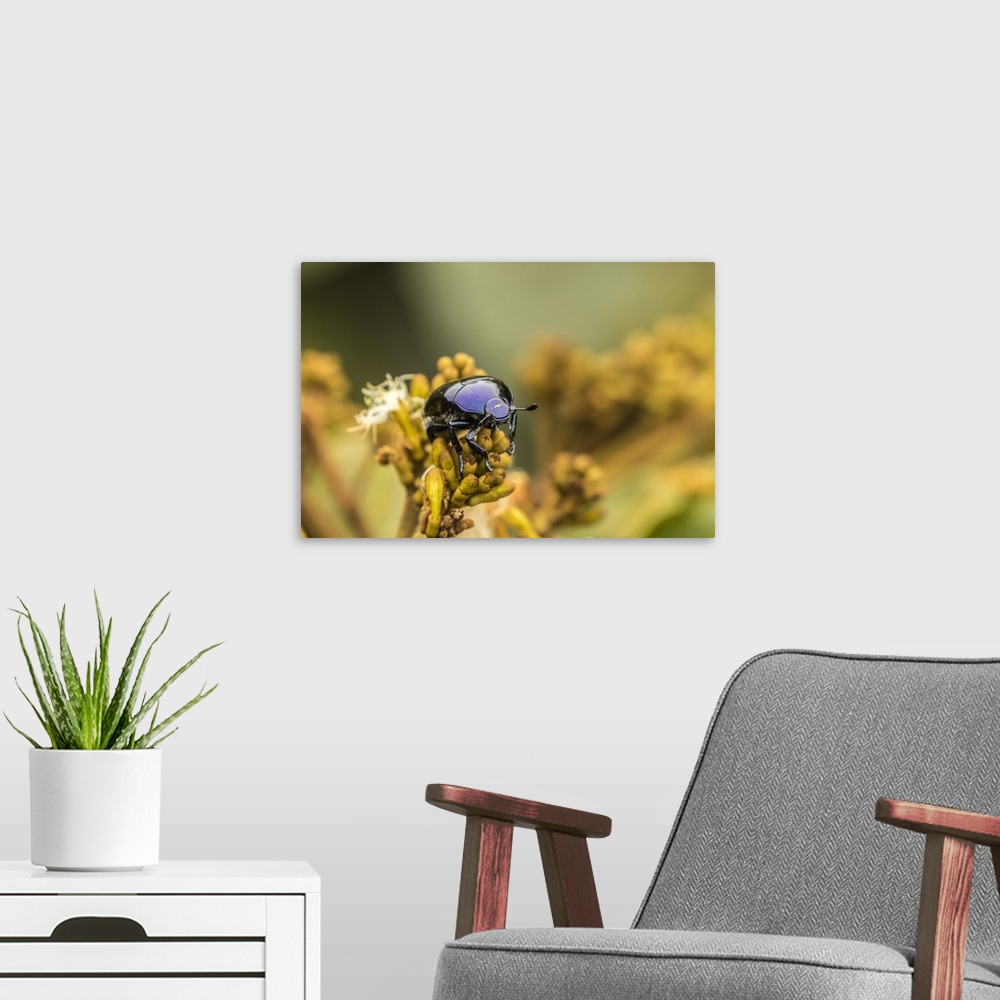 A modern room featuring Costa Rica, Monteverde Cloud Forest Reserve. Scarab beetle on plant. Credit: Cathy & Gordon Illg ...