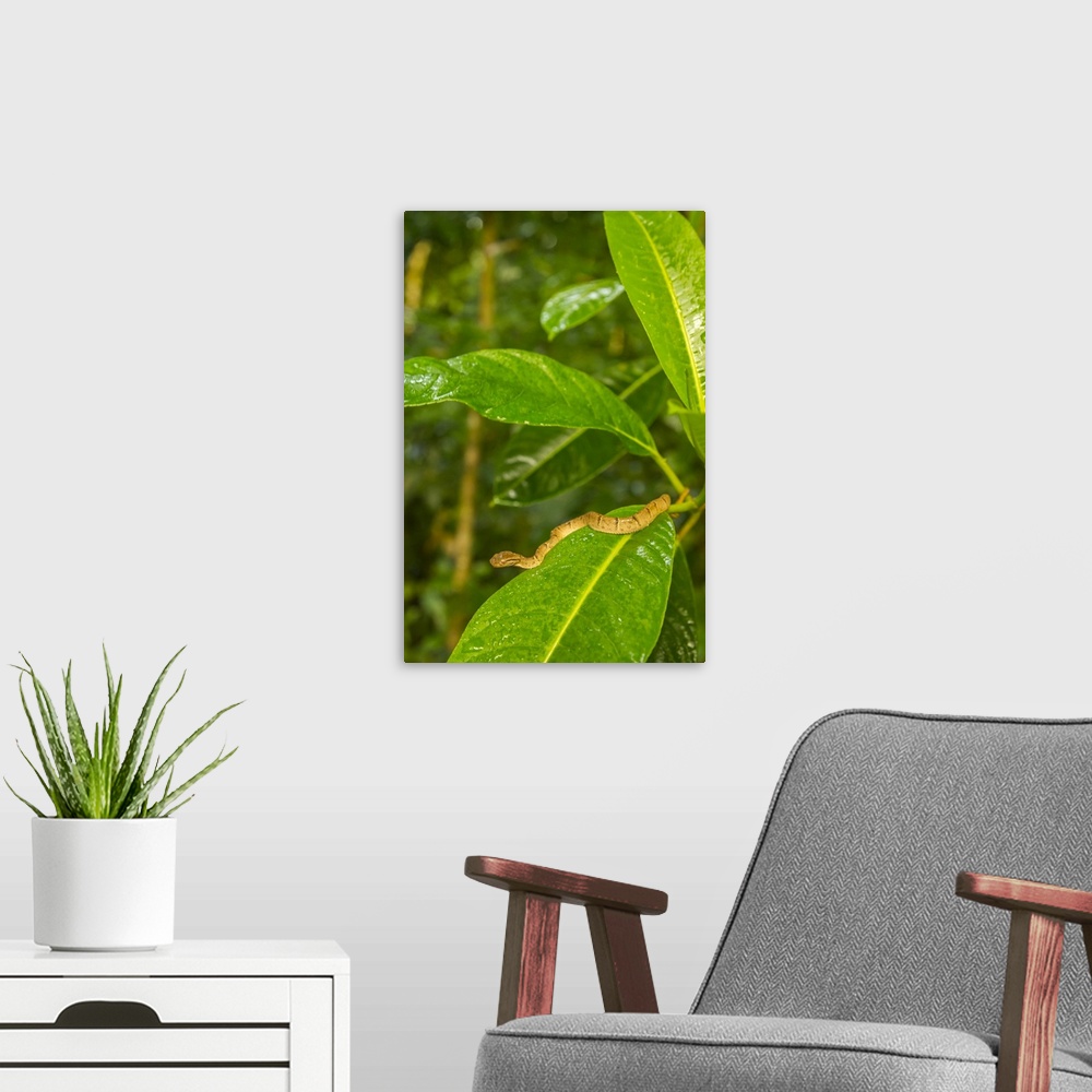 A modern room featuring Costa Rica, Monteverde Cloud Forest Reserve. Side-striped palm pit viper. Credit: Cathy & Gordon ...