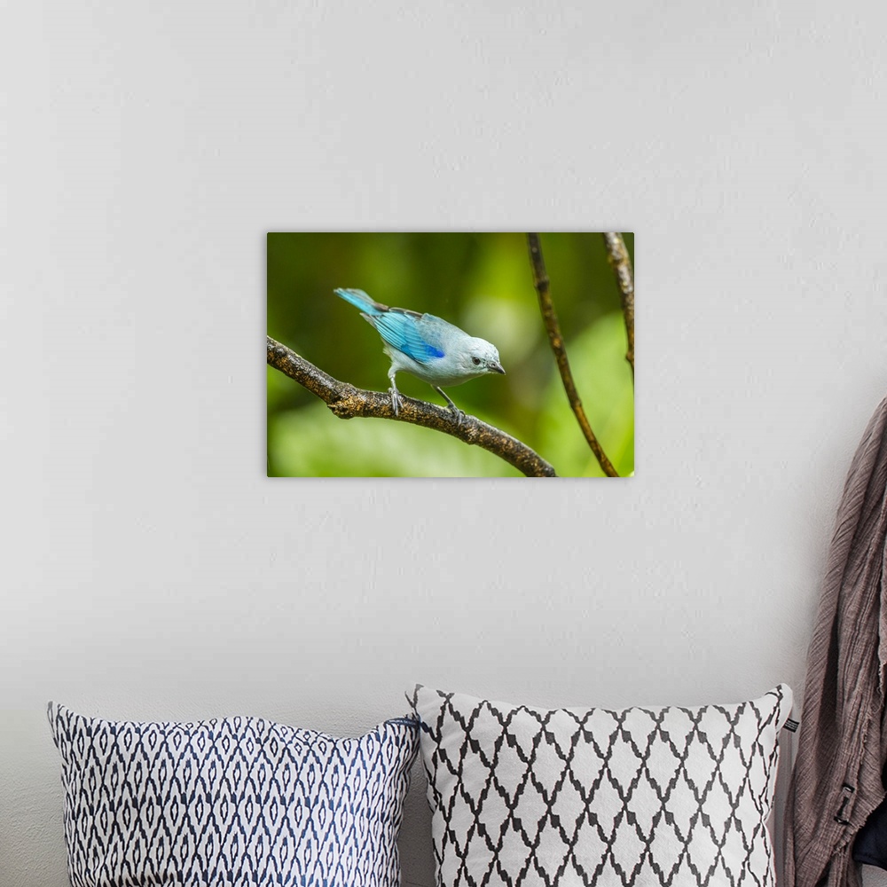 A bohemian room featuring Costa Rica, Sarapique River Valley. Blue-grey tanager on limb. Credit: Cathy & Gordon Illg / Jayn...
