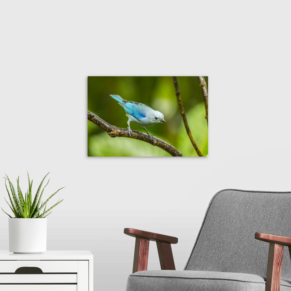 A modern room featuring Costa Rica, Sarapique River Valley. Blue-grey tanager on limb. Credit: Cathy & Gordon Illg / Jayn...