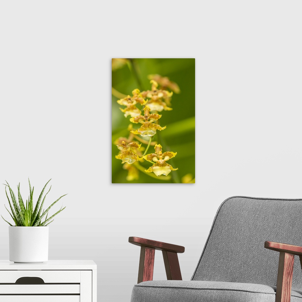 A modern room featuring Costa Rica, Sarapique River Valley. Orchid blossoms. Credit: Cathy & Gordon Illg / Jaynes Gallery