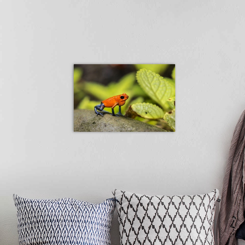 A bohemian room featuring Costa Rica, Sarapique River Valley. Strawberry poison dart frog on plant. Credit: Cathy & Gordon ...